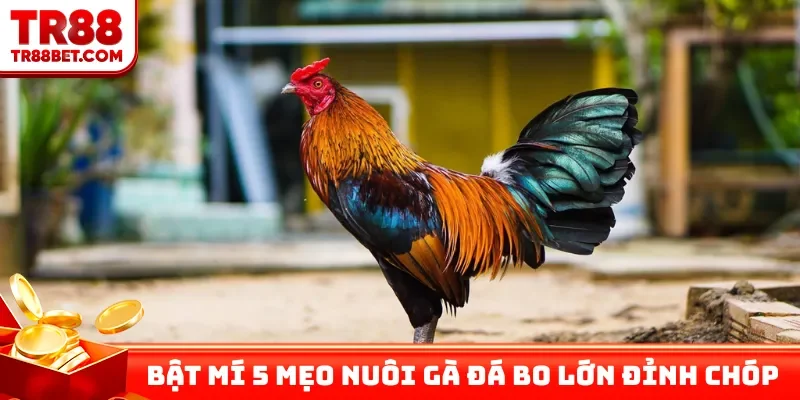 Bật mí 5 mẹo nuôi gà đá bo lớn đỉnh chóp