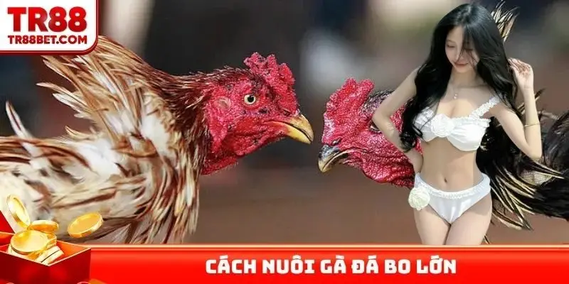 Cách nuôi gà đá bo lớn