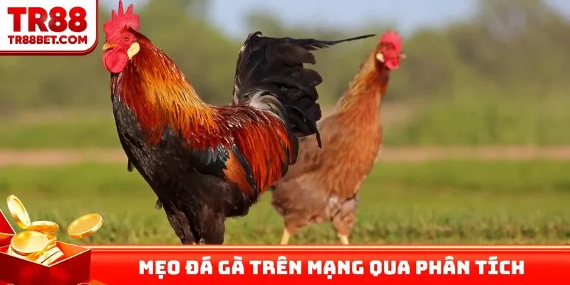 Mẹo đá gà trên mạng qua phân tích, đánh giá