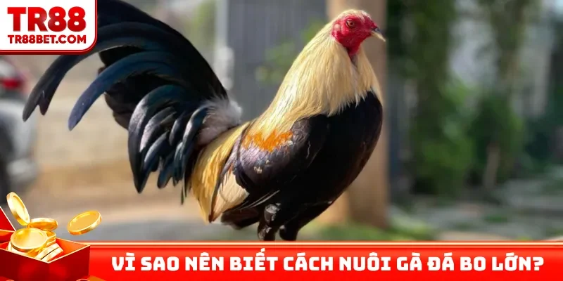 Vì sao anh em nên biết cách nuôi gà đá bo lớn?